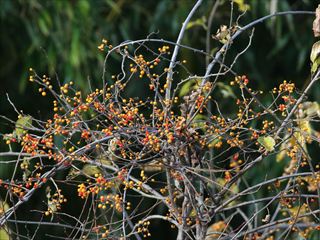 ツルウメモドキ